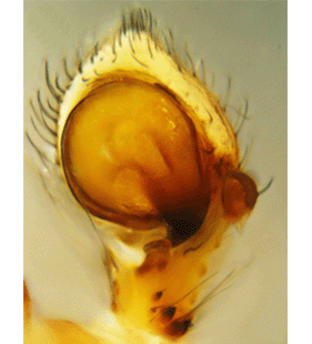 species