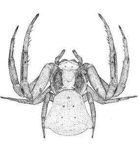 species