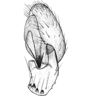 species