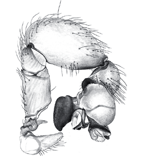 species