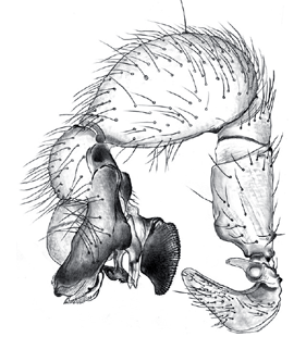 species