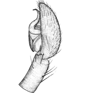 species