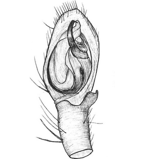 species