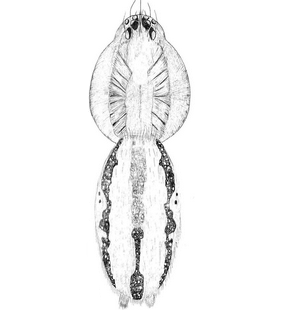 species