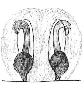 species