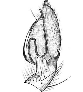 species