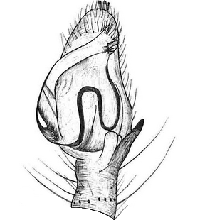 species