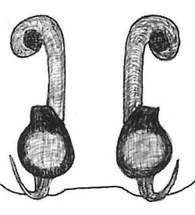 species