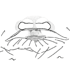 species