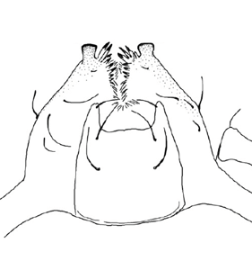species