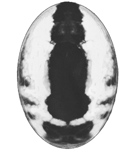 species
