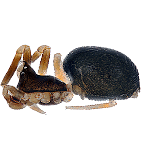 species