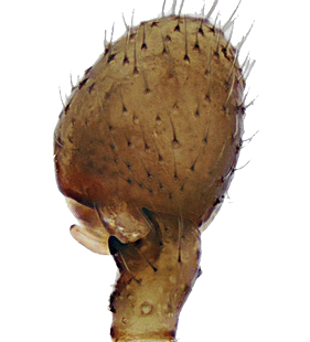 species