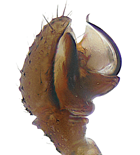 species