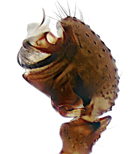 species